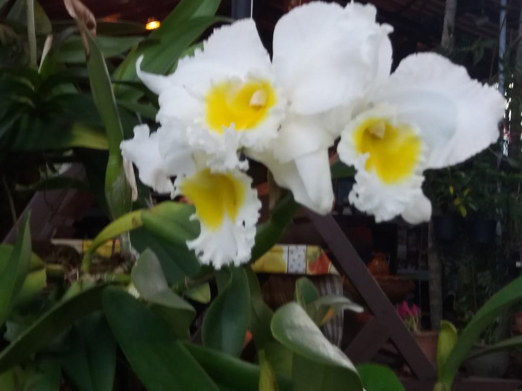 Hollanda Montri Guesthouse Chiang Mai Bagian luar foto